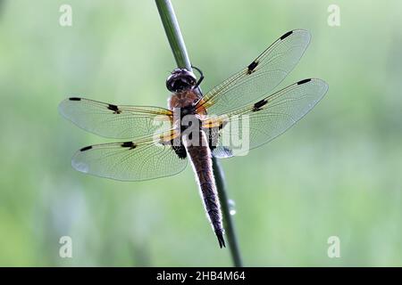 Libellula quadrimaculata, bekannt als Vierfleckiger oder Vierfleckiger Abschäumer Stockfoto
