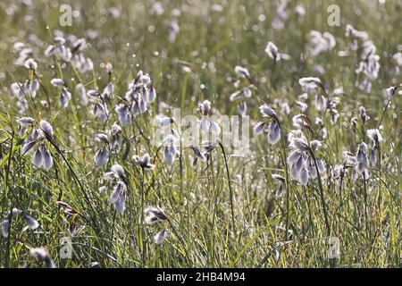 Eriophorum angustifolium, allgemein bekannt als gewöhnliches Baumwollgras, Moorbaumwolle oder gewöhnliches Baumwollsedge, Wildmoorpflanze aus Finnland Stockfoto