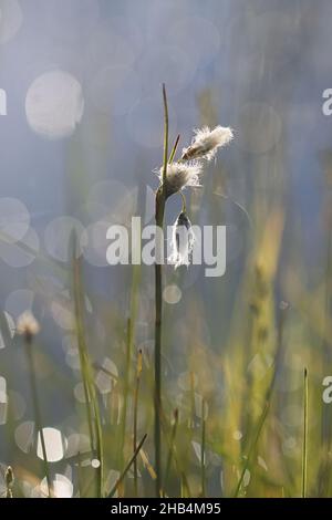 Eriophorum angustifolium, allgemein bekannt als gewöhnliches Baumwollgras, Moorbaumwolle oder gewöhnliches Baumwollsedge, Wildmoorpflanze aus Finnland Stockfoto