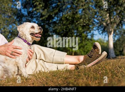 Ältere Frau mit ihrem älteren Cockapoo-Hund Stockfoto