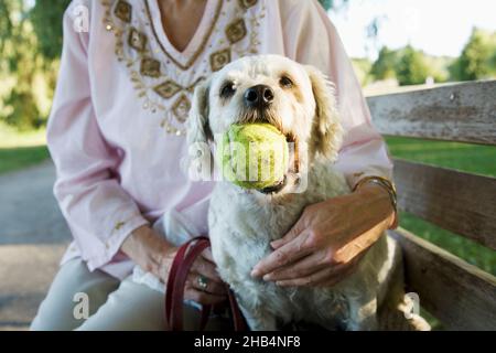 Ältere Frau mit ihrem älteren Cockapoo-Hund Stockfoto