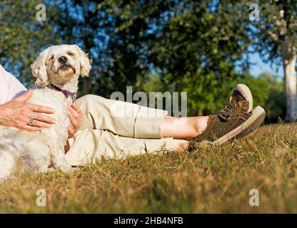 Ältere Frau mit ihrem älteren Cockapoo-Hund Stockfoto