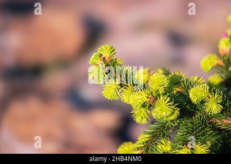 Junge rosa Tannenzapfen auf Norwegen Fichte Push Zweig. Lateinischer Name Picea abies Push. Schöne Fichte mit kurzen grünen Nadeln. Sonniger Tag im Frühlingsgarten Stockfoto