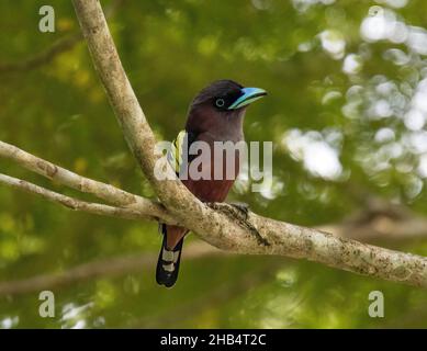 Ein süßer, in freier Wildbahn fotografierter Bandschaufel, der ruhig auf einem Baum in einem Reservewald in Malaysia thront. Stockfoto