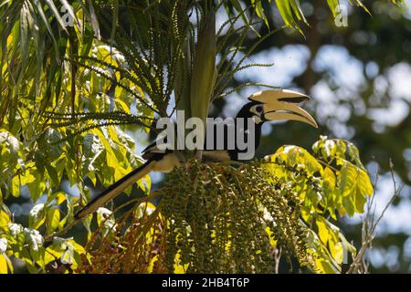 Oriental Pied Hornbill in freier Wildbahn in seinem natürlichen Lebensraum fotografiert, thront auf einem üppigen Obstbaum und frisst Beeren. Stockfoto