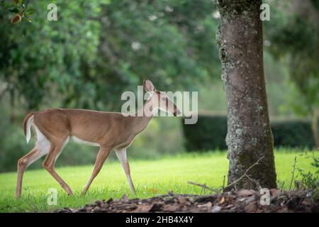 Hirsche gehen friedlich und füttern im Wald Stockfoto