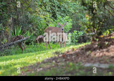 Hirsche gehen friedlich und füttern im Wald Stockfoto