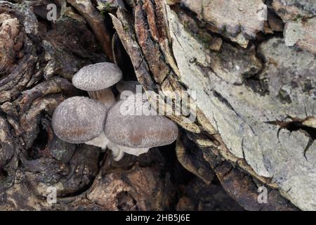 Essbarer Pilz Pleurotus ostreatus im Auenwald. Bekannt als Austernpilz, Austernpilz oder Hirtake. Winterpilze wachsen auf dem Holz. Stockfoto