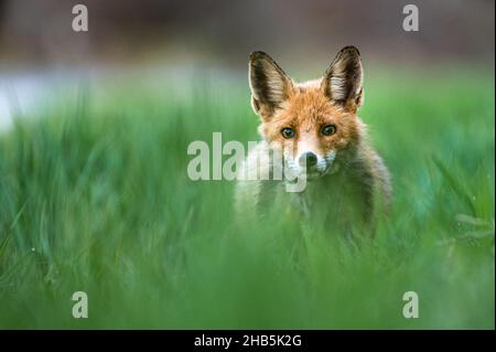 Der Rotfuchs (Vulpes vulpes), Bieszczady Mts, die Karpaten, Polen. Stockfoto