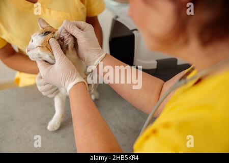 Foto des Hauskatzenvets, der in der Klinik untersucht Stockfoto