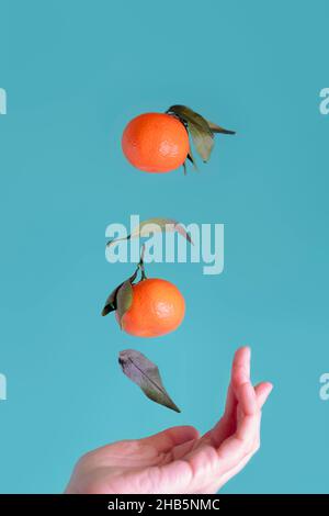 Schwebender orangefarbener reifer Mandarinen aus der Hand der Frau auf grünem aquafarbenem Hintergrund, vertikale Ausrichtung Stockfoto