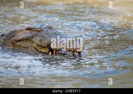 Nilkrokodil (Crocodylus niloticus), offener Mund, der seine Zähne zeigt. South Luangwa National Park, Sambia Stockfoto