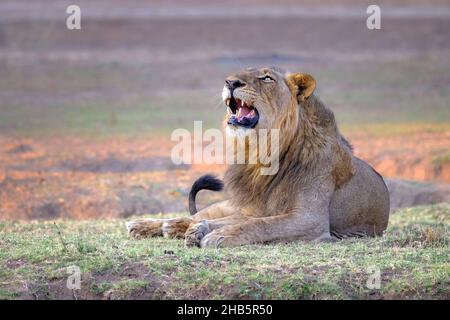 Das Löwenporträt (Panthera Leo) brüllt männlich. Verschwommener Hintergrund Lower Sambezi National Park, Sambia Stockfoto