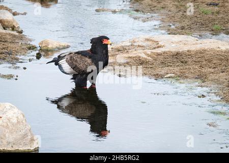 Im Wasser stehender Bateleur-Adler (Terathopius ecaudatus). Krüger National Park, Südafrika Stockfoto