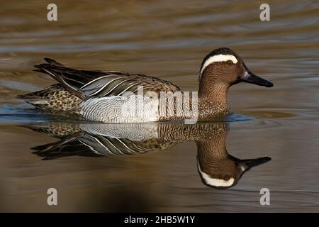 Garganey schwimmt im Frühling im Fluss mit Reflexion Stockfoto