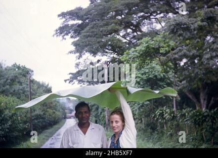 Mann und Frau, die sich vor Regen schützen, unter einem großen Bananenblatt, Trinidad 1963 Stockfoto