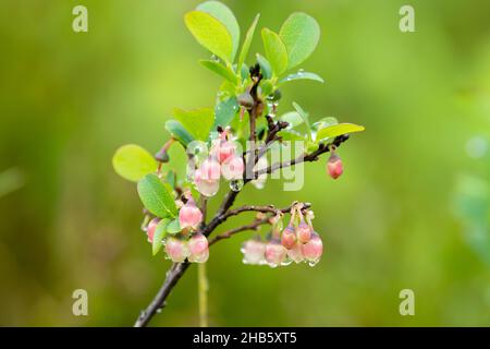 Nahaufnahme eines blühenden Moorblattes (Vaccinium uliginosum) an einem regnerischen Sommertag (Österreich) Stockfoto