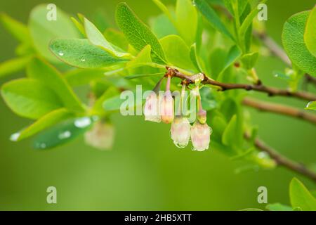 Nahaufnahme eines blühenden Moorblattes (Vaccinium uliginosum) an einem regnerischen Sommertag (Österreich) Stockfoto