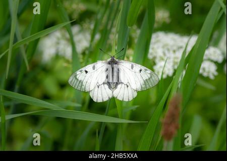 Ein getrübter Apollo-Schmetterling (Parnassius mnemosyne), der auf einer Wiese in den österreichischen alpen ruht Stockfoto