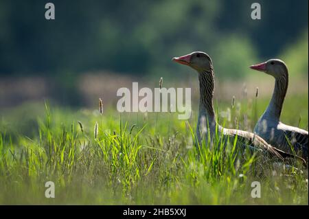 Porträt einer Graugans, die auf einer Wiese steht, sonniger Sommertag Stockfoto