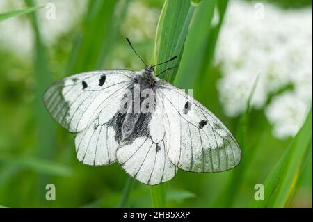 Ein getrübter Apollo-Schmetterling (Parnassius mnemosyne), der auf einer Wiese in den österreichischen alpen ruht Stockfoto