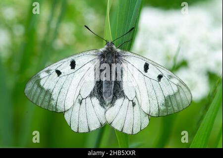 Ein getrübter Apollo-Schmetterling (Parnassius mnemosyne), der auf einer Wiese in den österreichischen alpen ruht Stockfoto