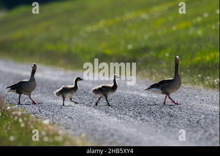 Eine Greylag-Gans-Familie, die eine Straße entlang läuft, zwei Erwachsene mit zwei Immatries, sonniger Tag im Sommer Stockfoto