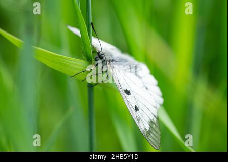 Ein getrübter Apollo-Schmetterling (Parnassius mnemosyne), der auf einer Wiese in den österreichischen alpen ruht Stockfoto