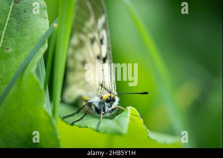 Ein getrübter Apollo-Schmetterling (Parnassius mnemosyne), der auf einer Wiese in den österreichischen alpen ruht Stockfoto