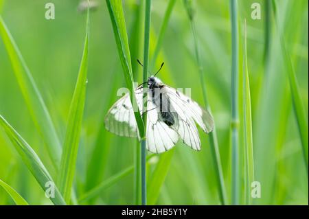 Ein getrübter Apollo-Schmetterling (Parnassius mnemosyne), der auf einer Wiese in den österreichischen alpen ruht Stockfoto