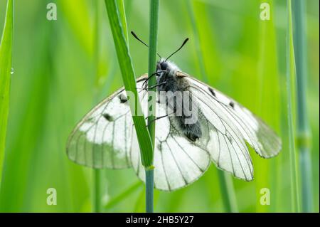 Ein getrübter Apollo-Schmetterling (Parnassius mnemosyne), der auf einer Wiese in den österreichischen alpen ruht Stockfoto