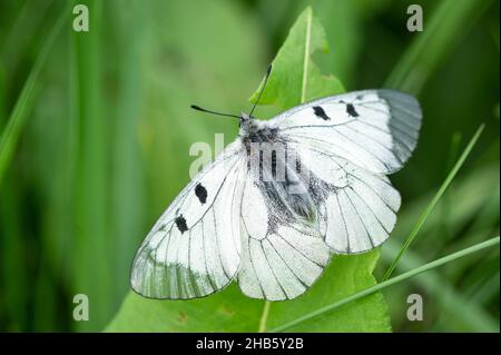 Ein getrübter Apollo-Schmetterling (Parnassius mnemosyne), der auf einer Wiese in den österreichischen alpen ruht Stockfoto