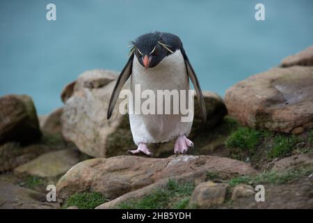 Ein Steintrichter-Pinguin (Eudyptes (Chrysocome) chrysocome) wandert über die Felsen auf der Insel Saunders, den Falkland-Inseln Stockfoto