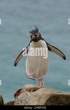 Ein Steintrichter-Pinguin (Eudyptes (Chrysocome) chrysocome) wandert über die Felsen auf der Insel Saunders, den Falkland-Inseln Stockfoto