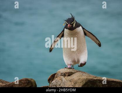 Ein Steintrichter-Pinguin (Eudyptes (Chrysocome) chrysocome) wandert über die Felsen auf der Insel Saunders, den Falkland-Inseln Stockfoto