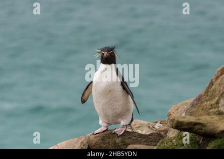 Ein Steintrichter-Pinguin (Eudyptes (Chrysocome) chrysocome) wandert über die Felsen auf der Insel Saunders, den Falkland-Inseln Stockfoto