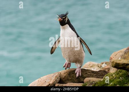 Ein Steintrichter-Pinguin (Eudyptes (Chrysocome) chrysocome) wandert über die Felsen auf der Insel Saunders, den Falkland-Inseln Stockfoto