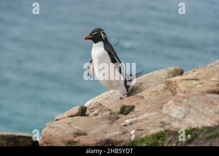 Ein Steintrichter-Pinguin (Eudyptes (Chrysocome) chrysocome) wandert über die Felsen auf der Insel Saunders, den Falkland-Inseln Stockfoto