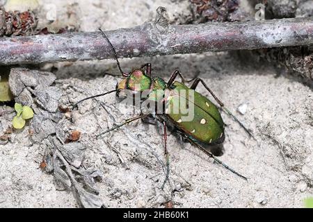 Cicindela campestris, allgemein als der grüne Tigerkäfer bezeichnet Stockfoto