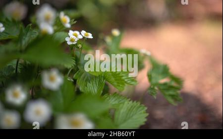 Blühende Erdbeersträucher im Garten Stockfoto