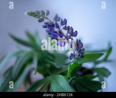 Blühende Lupinenblüten. Sanfte warme, weiche Farben. Stockfoto