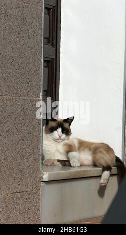 Blauäugige Schneeschuhe züchten die Katze im andalusischen Dorf, das auf der Fensterbank ruht Stockfoto