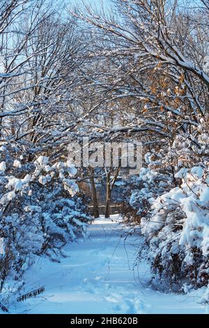 Winter Szene im Wald Stockfoto