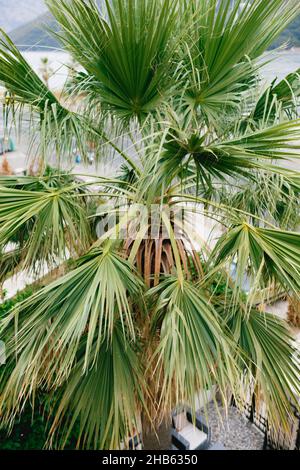 Grüne Blätter Krone der Palme sabal Stockfoto