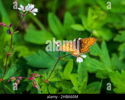 Heller natürlicher Hintergrund mit einem Schmetterling. Selektive Fokusaufnahme eines Schmetterlings der Perlmutter (Boloria eunomia) auf einer grünen Pflanze. Wälder des Alt Stockfoto