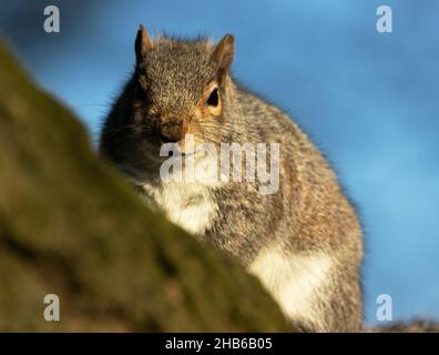 Ein wachsamer Grauhörnchen auf der Suche nach Lebensmittelaushängern aus der Öffentlichkeit sowie nach möglichen Bedrohungen durch Raubtiere. Stockfoto