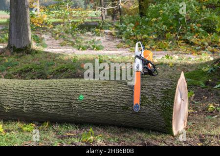 Kettensäge auf einem frisch geschnittenen Baum in den Niederlanden Stockfoto