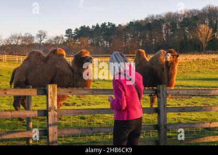 MainsGill Farm Attraction, Richmond, Yorkshire. Wetter in Großbritannien; 17. Dezember 2021. Nach einem nebligen Start kalt und frostig, für Doppelhöcker-Kamele ( Marvin und Merlina), die aus der Wüste Gobi stammen, baktrische Kamele (zwei Höcker-Kamele) Tiere, die in der Regel auf einer riesigen Fläche von kalten Wüstengebieten in der Mongolei, China, zu finden sind. CreditMediaWorldImages/AlamyLiveNews Stockfoto