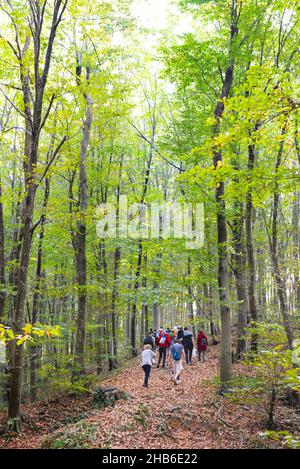 In den Herbstkonditonen im Belgrader Wald laufen mehrere Menschen den Hügel hinauf. Istanbul.Türkei. Gruppenausflug in die Natur. Stockfoto