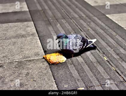 Urbane Taube auf dem Bürgersteig, die ein Stück Brot hackt. Stockfoto